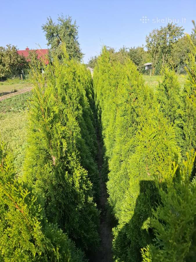 Smaragdinių tujų ir kalninių pušelių išpardavimas! - nuotraukos Nr. 4