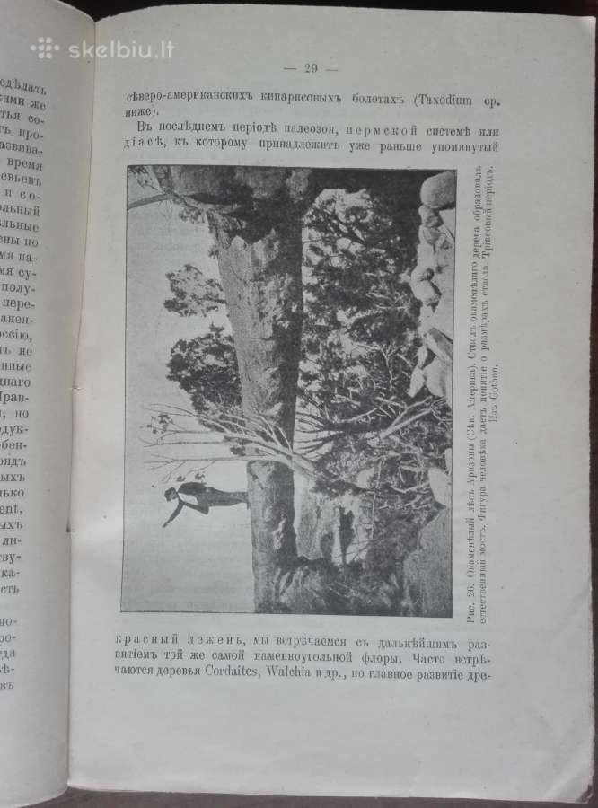 1760. Географiя Растенiй П. Гребнеръ - nuotraukos Nr. 2