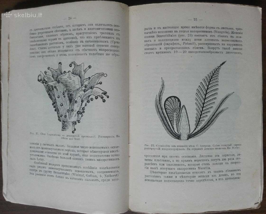 1760. Географiя Растенiй П. Гребнеръ - nuotraukos Nr. 3