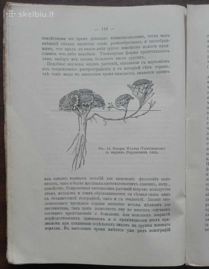 1760. Географiя Растенiй П. Гребнеръ - nuotraukos Nr. 4