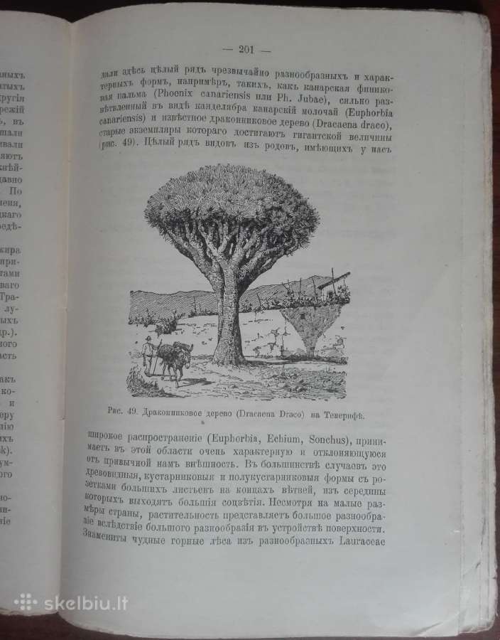 1760. Географiя Растенiй П. Гребнеръ - nuotraukos Nr. 7