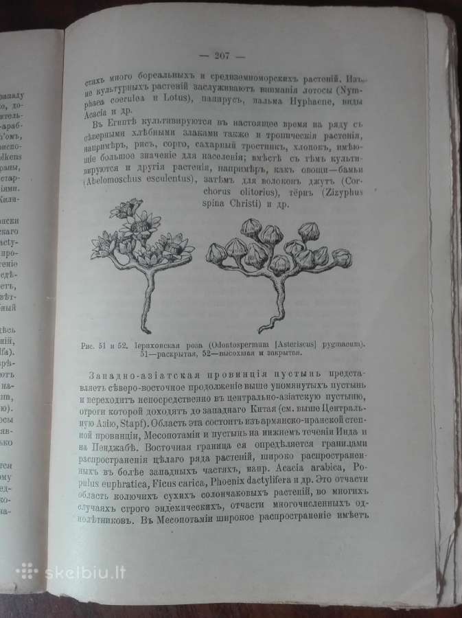 1760. Географiя Растенiй П. Гребнеръ - nuotraukos Nr. 8