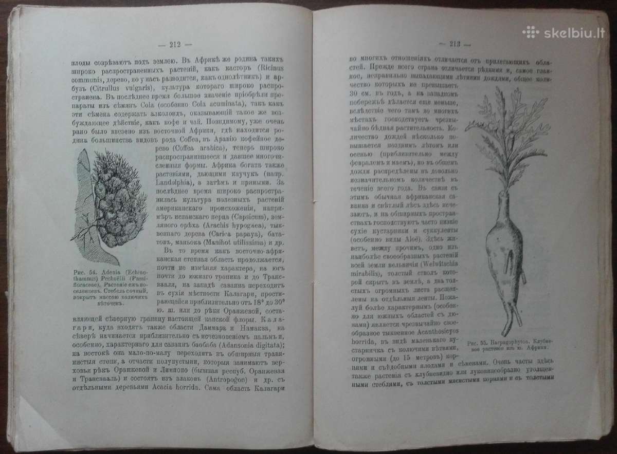 1760. Географiя Растенiй П. Гребнеръ - nuotraukos Nr. 10