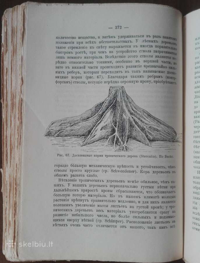 1760. Географiя Растенiй П. Гребнеръ - nuotraukos Nr. 12