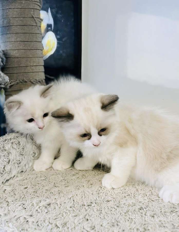 Ragdoll kaciukai - nuotraukos Nr. 10
