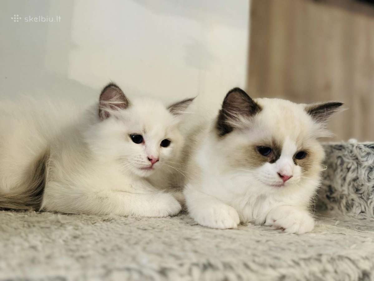 Ragdoll kaciukai - nuotraukos Nr. 9
