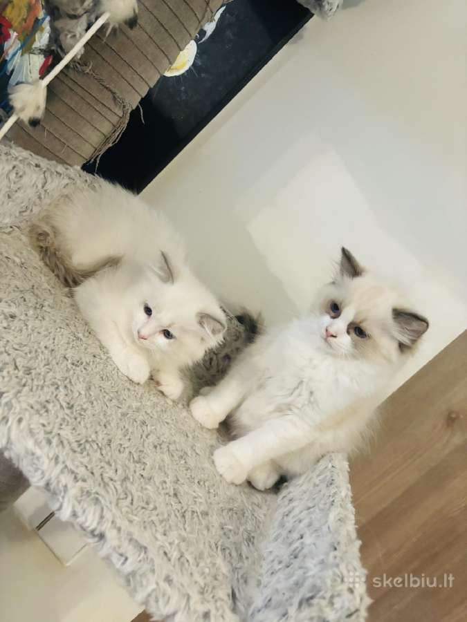 Ragdoll kaciukai - nuotraukos Nr. 11