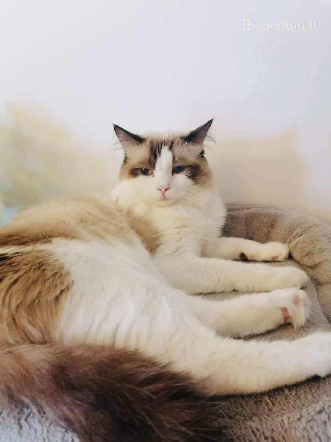 Ragdoll kaciukai - nuotraukos Nr. 12