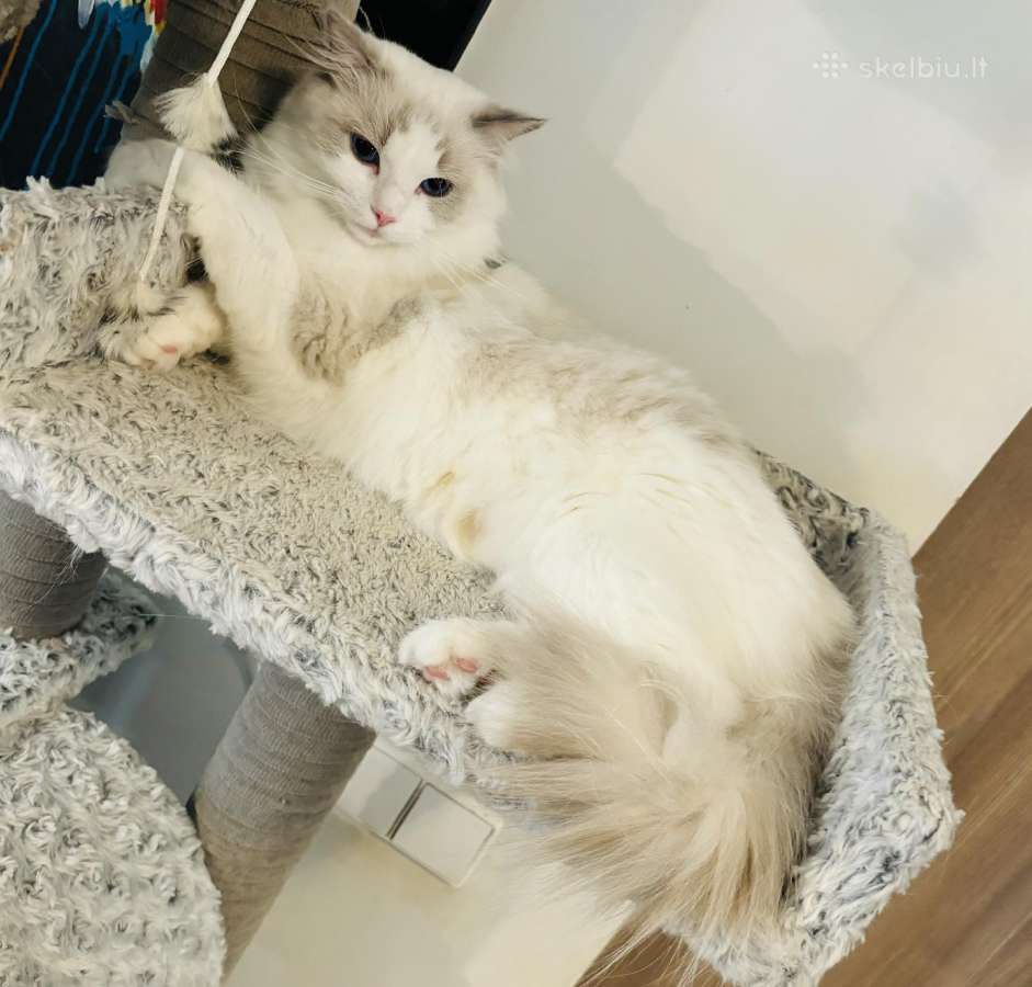 Ragdoll kaciukai - nuotraukos Nr. 13
