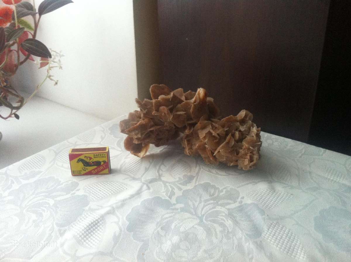 Dykumų rožė