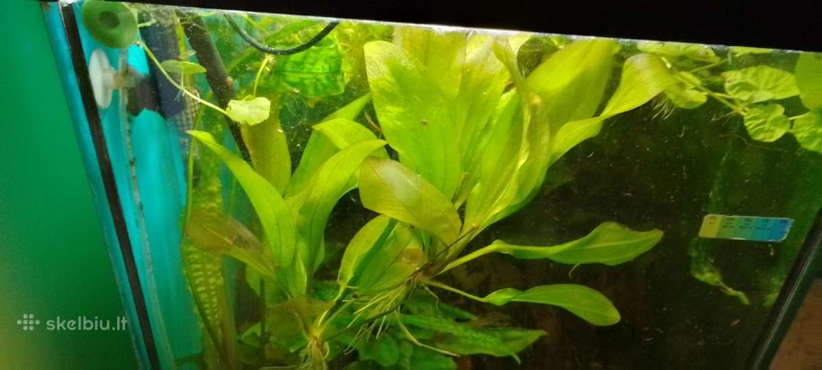 Akvariumo augalai pigiai, Easy-life Profito trąšos - nuotraukos Nr. 17