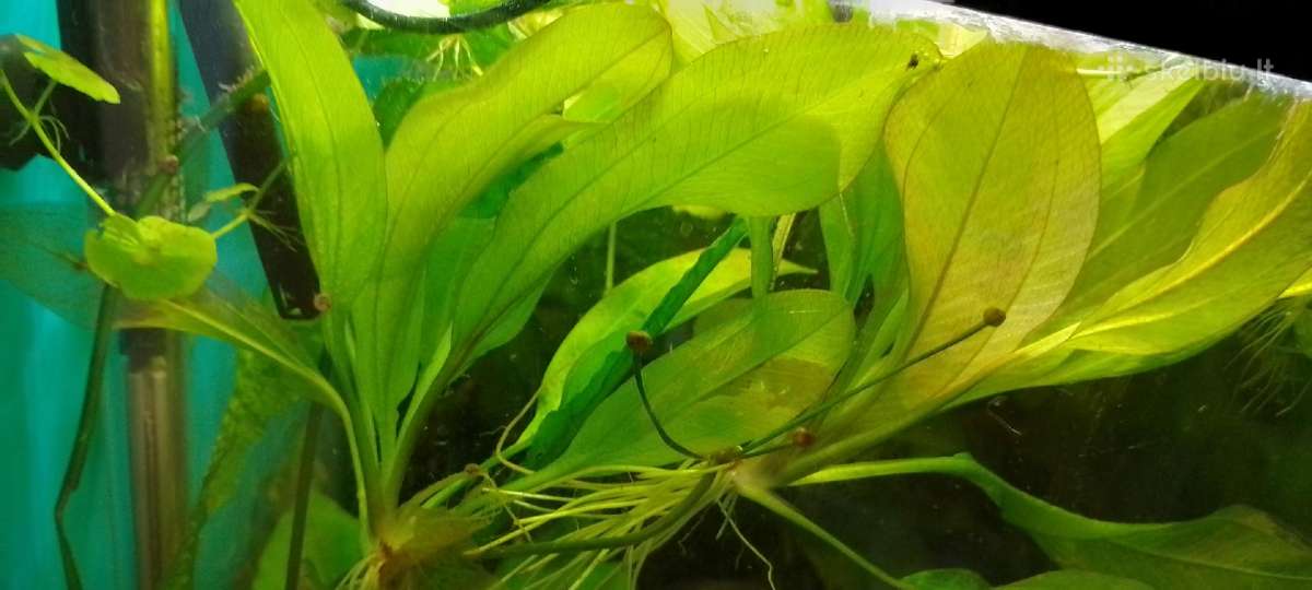 Akvariumo augalai pigiai, Easy-life Profito trąšos - nuotraukos Nr. 16