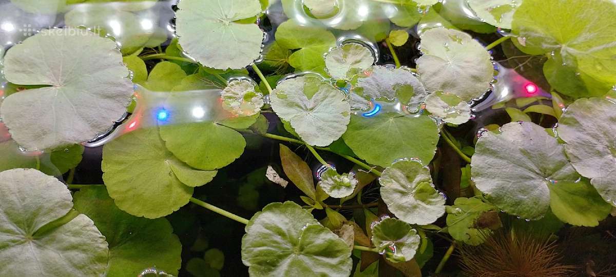 Akvariumo augalai pigiai, Easy-life Profito trąšos - nuotraukos Nr. 10