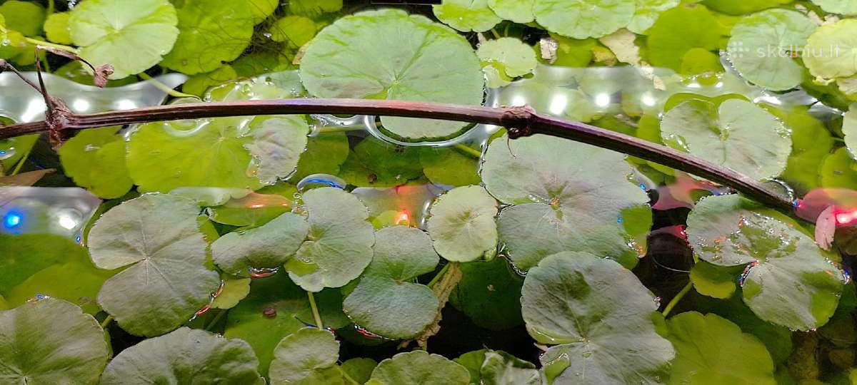 Akvariumo augalai pigiai, Easy-life Profito trąšos - nuotraukos Nr. 7