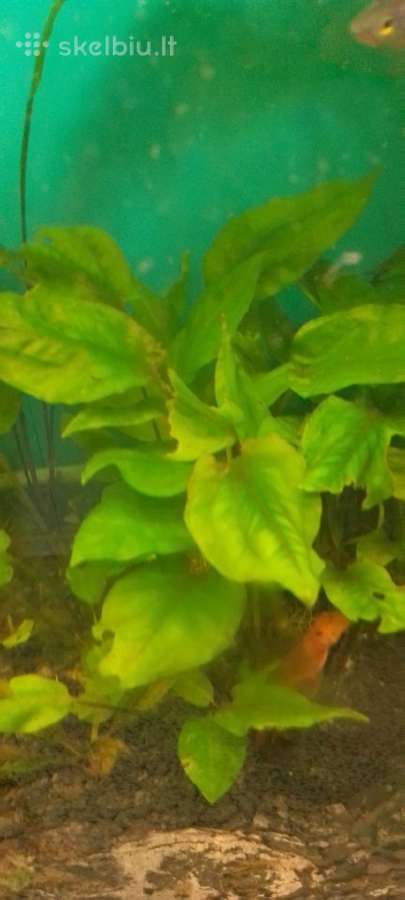 Akvariumo augalai pigiai, Easy-life Profito trąšos - nuotraukos Nr. 19