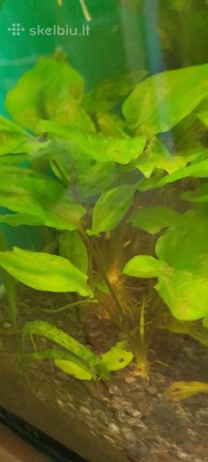 Akvariumo augalai pigiai, Easy-life Profito trąšos - nuotraukos Nr. 20