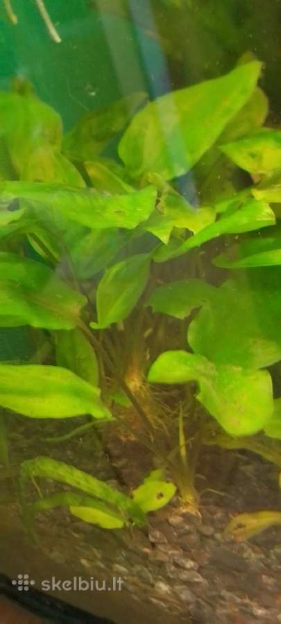 Akvariumo augalai pigiai, Easy-life Profito trąšos - nuotraukos Nr. 21