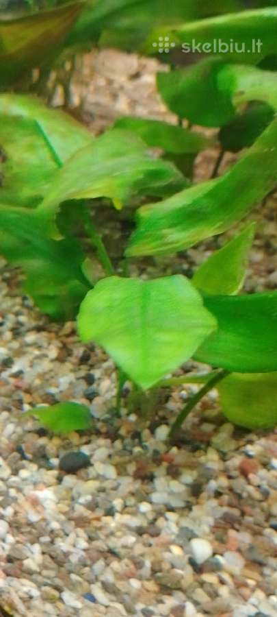 Akvariumo augalai pigiai, Easy-life Profito trąšos - nuotraukos Nr. 22