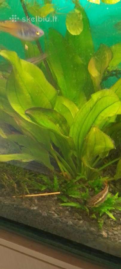 Akvariumo augalai pigiai, Easy-life Profito trąšos - nuotraukos Nr. 18