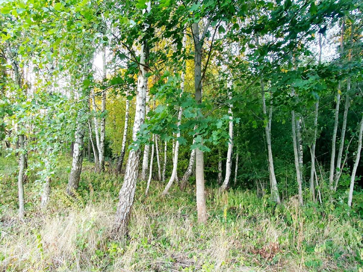 Parduodamas 13.2290 ha žemės sklypas su tvenkiniai - nuotraukos Nr. 11