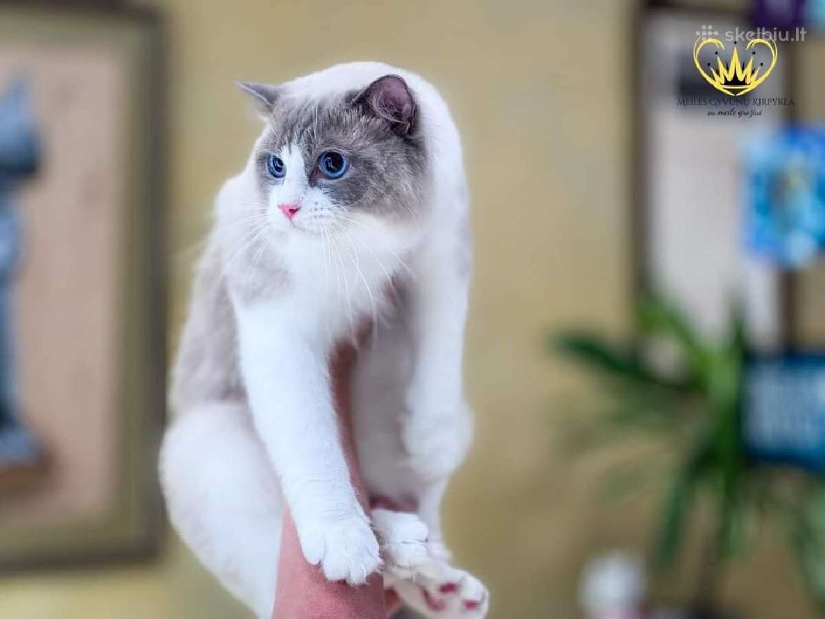 Ragdoll - nuotraukos Nr. 2
