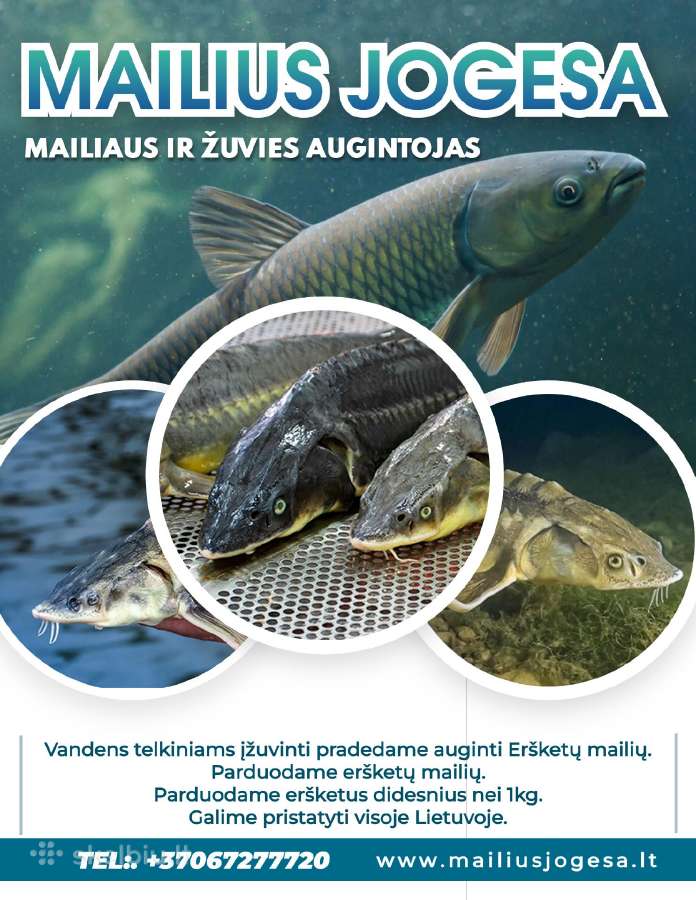 Žuvų Mailius - Eršketai - Ir Kitų Rūšių Mailius