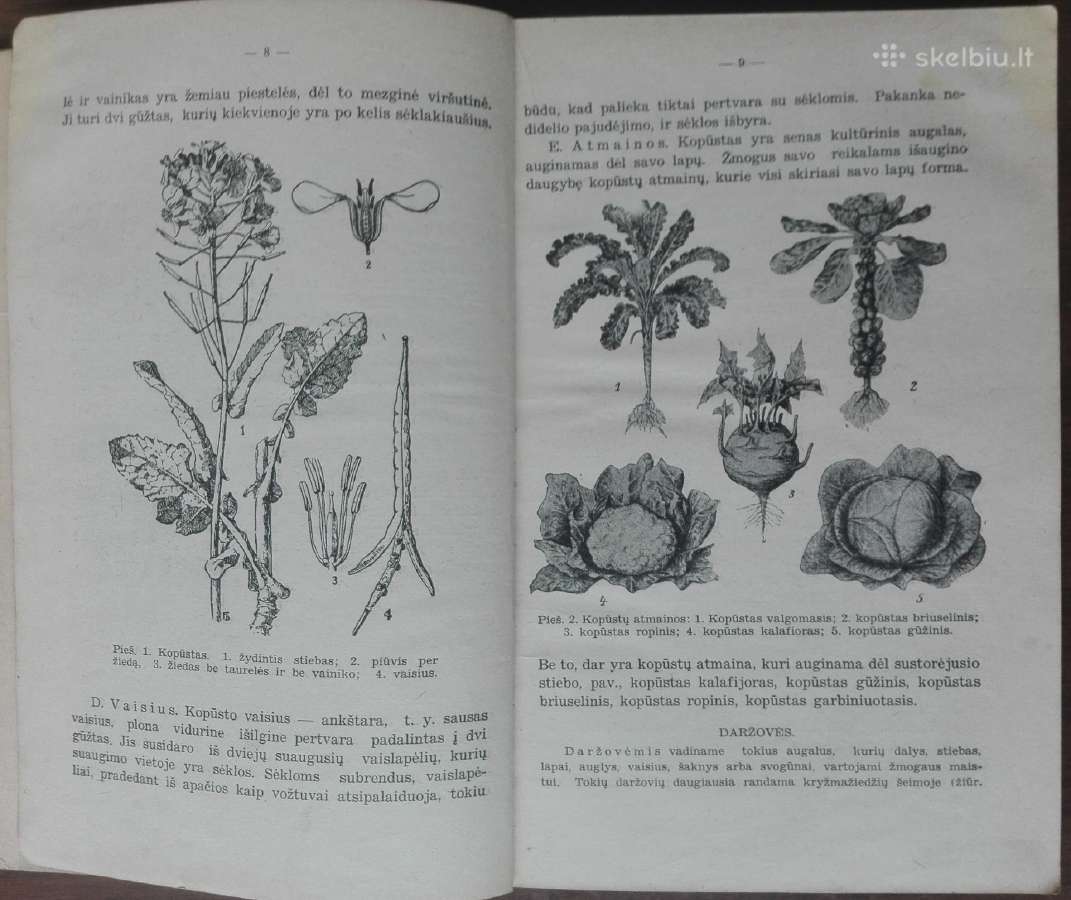 1846. Augalų Sistematika K. Regelis - nuotraukos Nr. 4