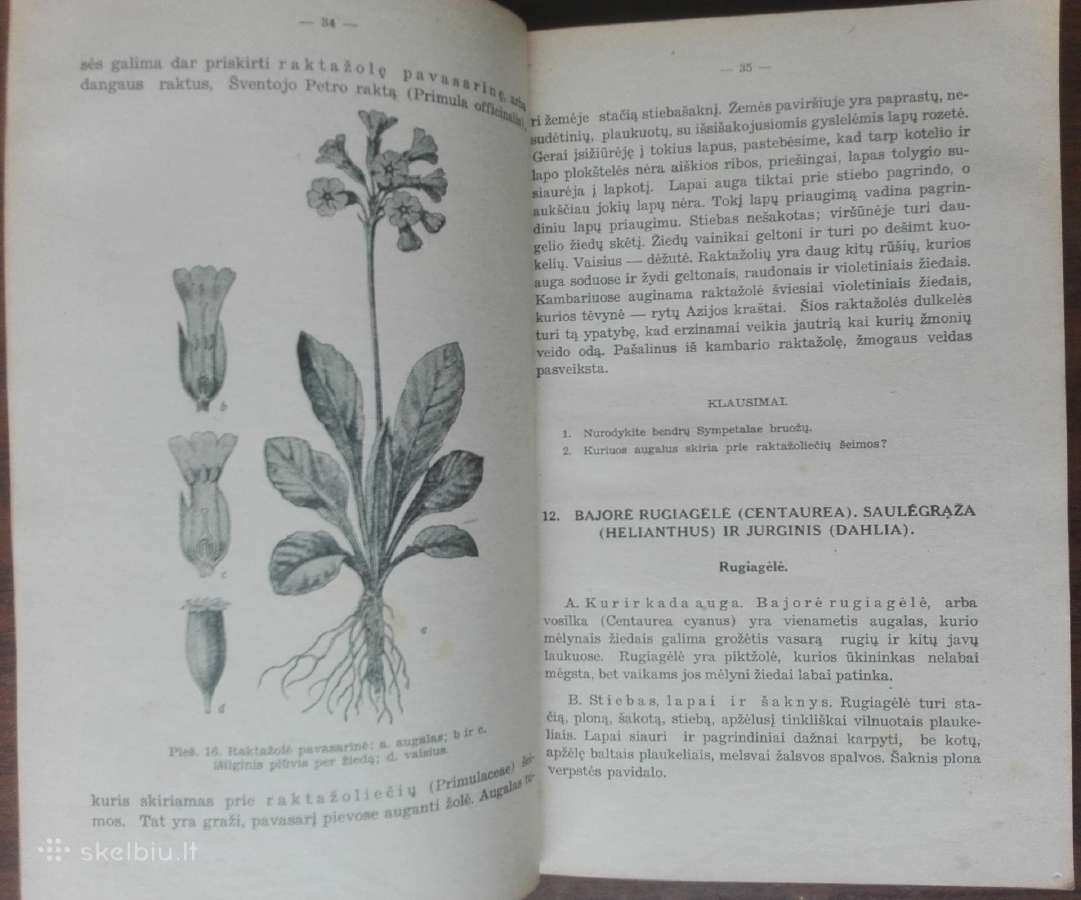 1846. Augalų Sistematika K. Regelis - nuotraukos Nr. 6