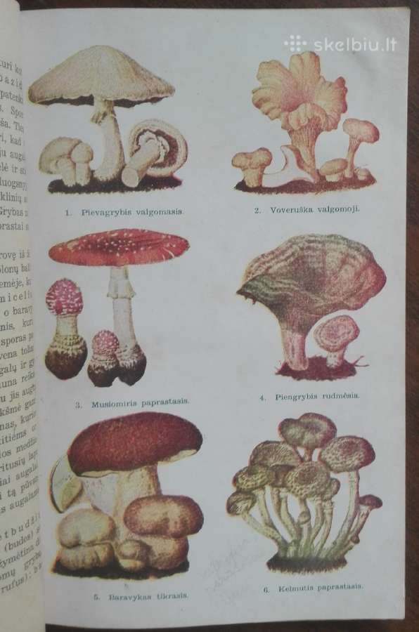 1846. Augalų Sistematika K. Regelis - nuotraukos Nr. 7