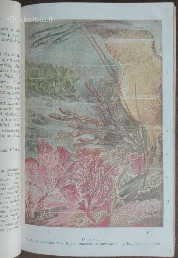 1846. Augalų Sistematika K. Regelis - nuotraukos Nr. 8