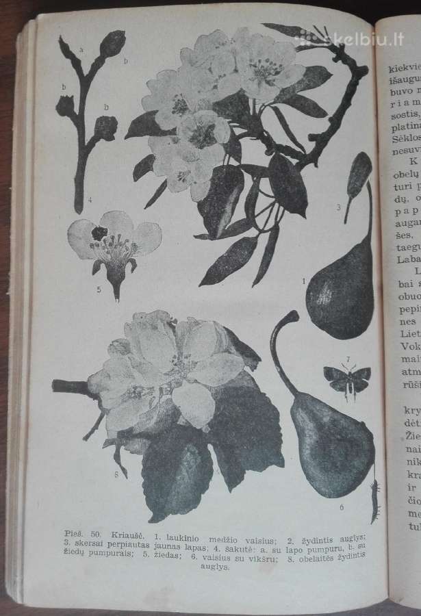 1846. Augalų Sistematika K. Regelis - nuotraukos Nr. 9