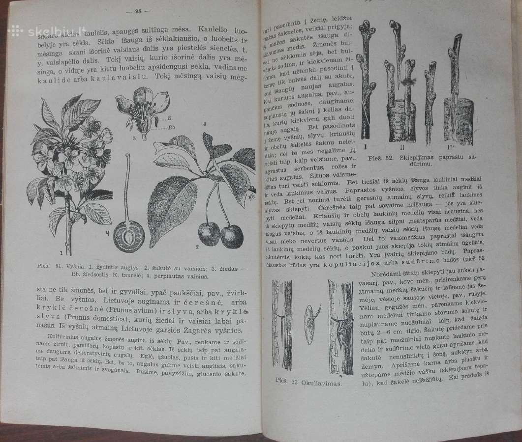 1846. Augalų Sistematika K. Regelis - nuotraukos Nr. 10