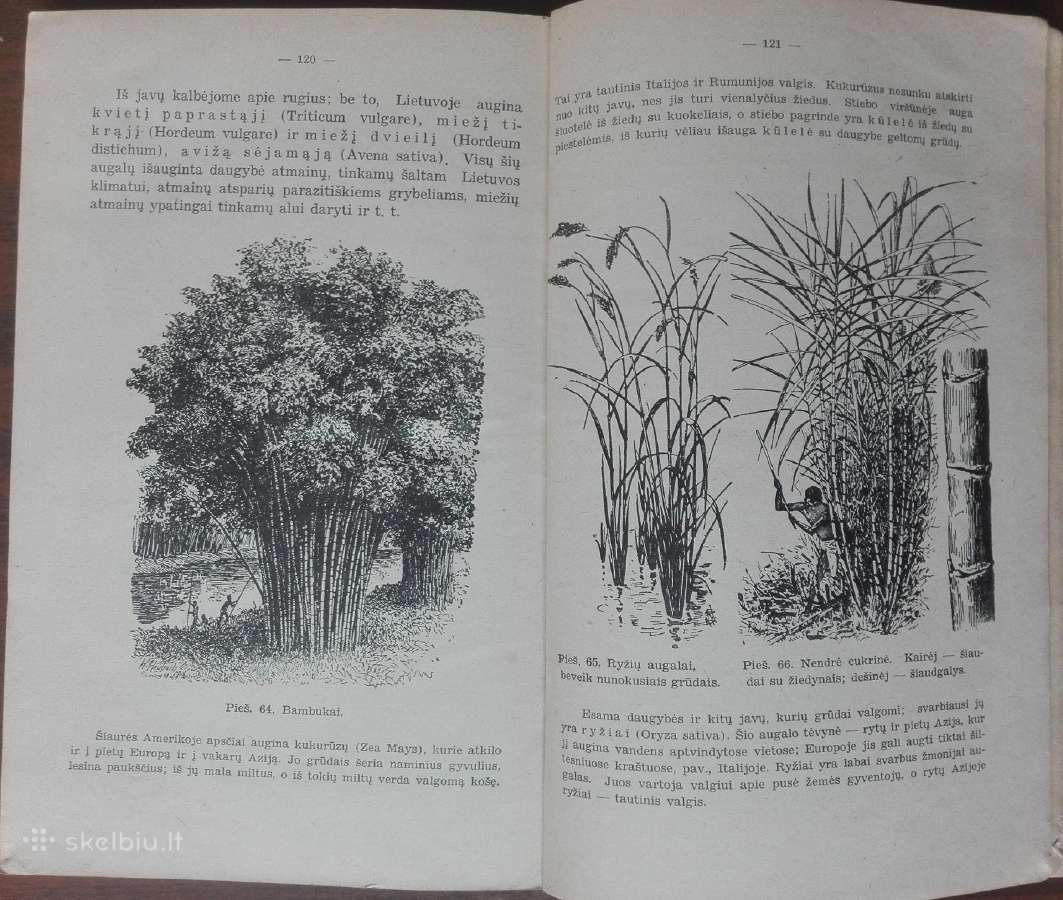 1846. Augalų Sistematika K. Regelis - nuotraukos Nr. 11