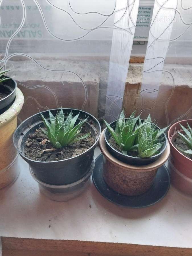 Kambariniai augalai - nuotraukos Nr. 2
