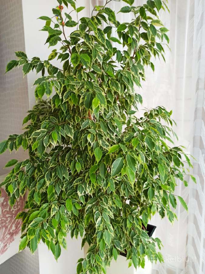 Fikusas Benjamino