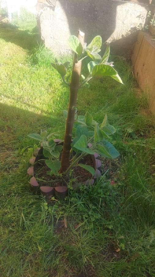 Paulovnija (Paulownia Pao Tong Z07) sodinukai - nuotraukos Nr. 8