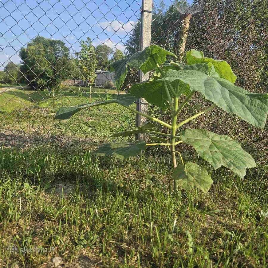 Paulovnija (Paulownia Pao Tong Z07) sodinukai - nuotraukos Nr. 7