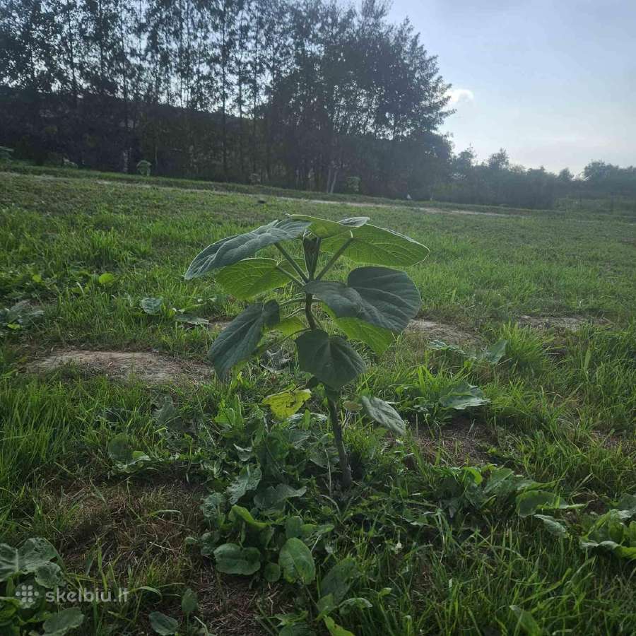 Paulovnija (Paulownia Pao Tong Z07) sodinukai - nuotraukos Nr. 10