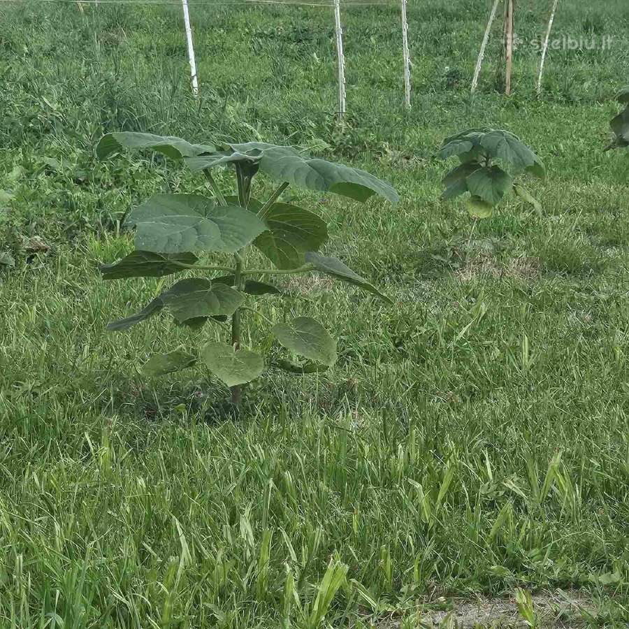 Paulovnija (Paulownia Pao Tong Z07) sodinukai - nuotraukos Nr. 11