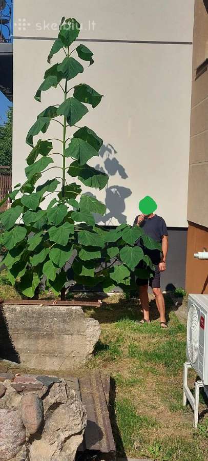Paulovnija (Paulownia Pao Tong Z07) sodinukai - nuotraukos Nr. 9