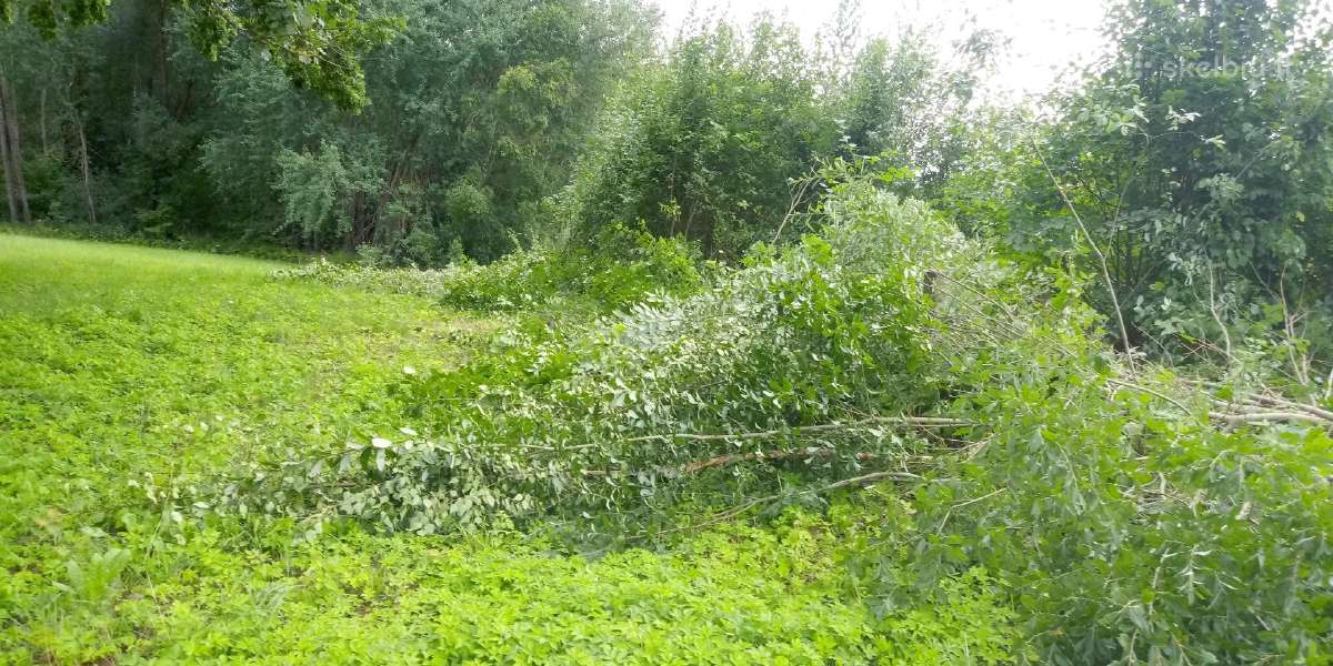 Žoles pjovimas,medžių ir krūmų pjovimas ir išvež. - nuotraukos Nr. 16