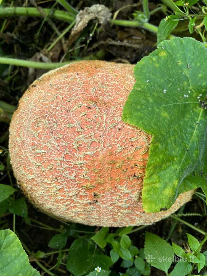 Parduodu moliūgus ir bulves (vineta, Karalienė An - nuotraukos Nr. 5