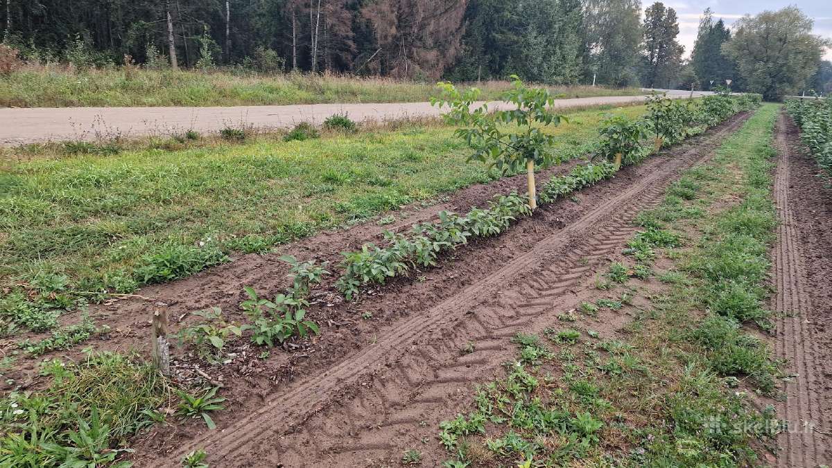 Graikinių riešutmedžių sodinukai 2-trų metų - nuotraukos Nr. 4