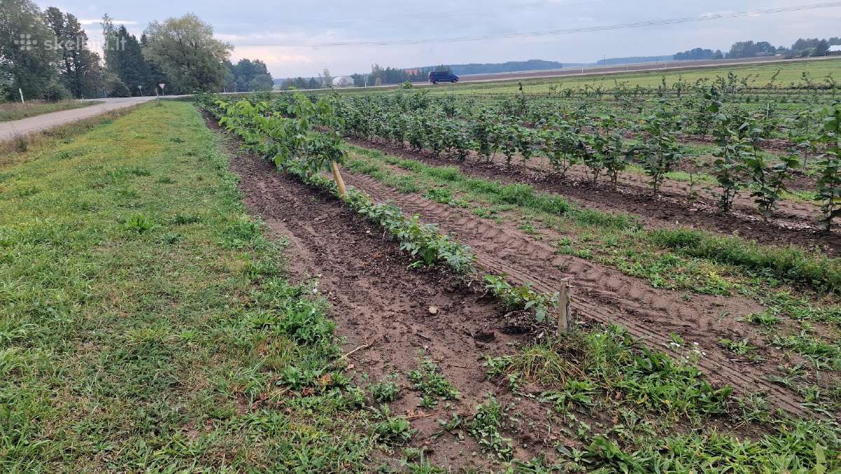 Graikinių riešutmedžių sodinukai 2-trų metų - nuotraukos Nr. 9