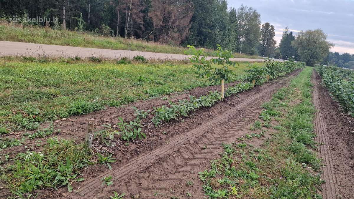 Graikinių riešutmedžių sodinukai 2-trų metų - nuotraukos Nr. 5