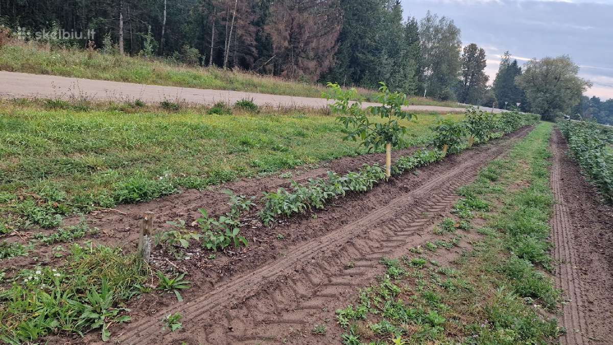 Graikinių riešutmedžių sodinukai 2-trų metų - nuotraukos Nr. 6