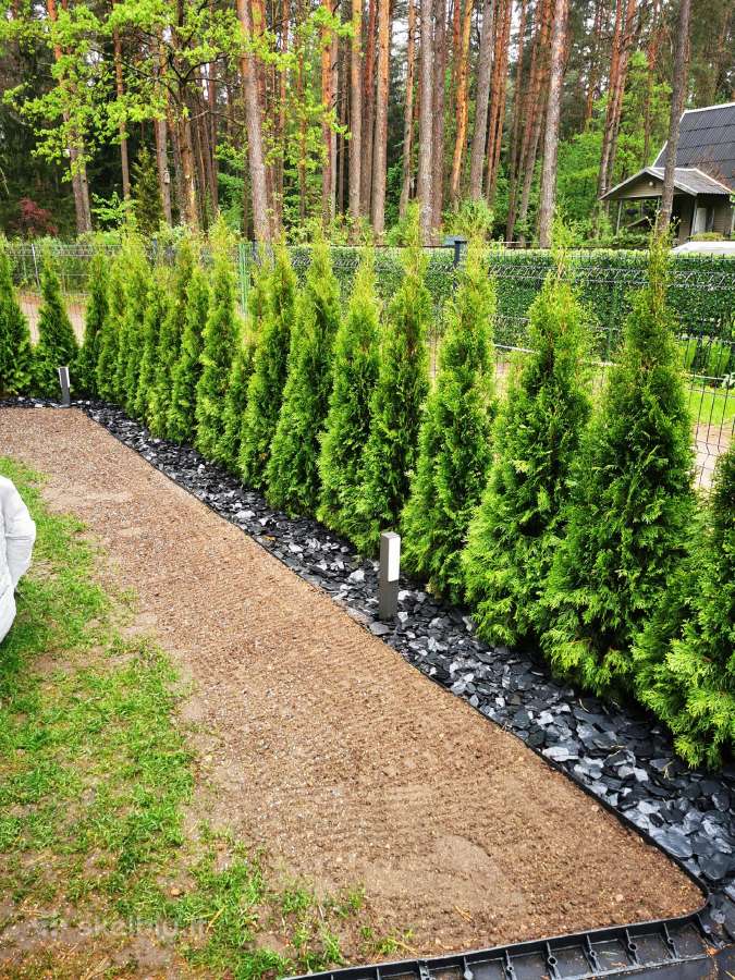 Tujos Vilniuje smaragdines tujos premium kokybės - nuotraukos Nr. 2