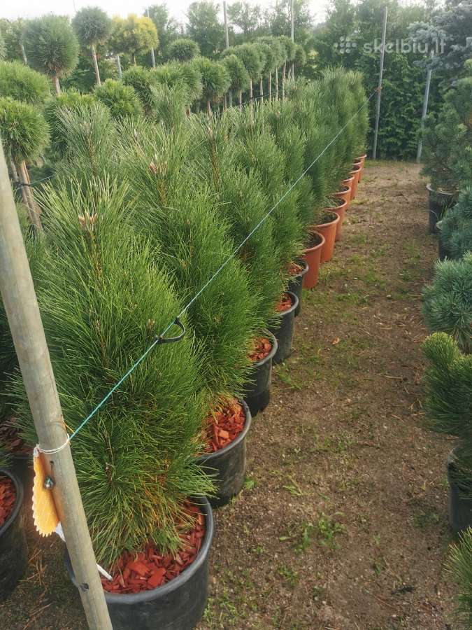 Tujos Vilniuje smaragdines tujos premium kokybės - nuotraukos Nr. 11