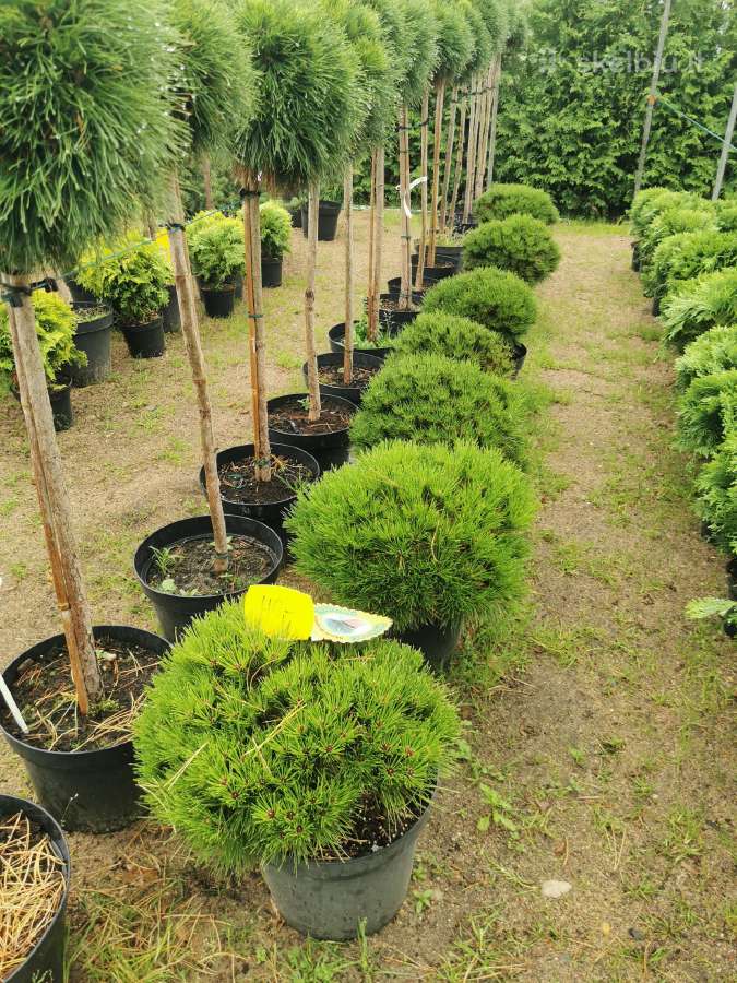 Tujos Vilniuje smaragdines tujos premium kokybės - nuotraukos Nr. 12