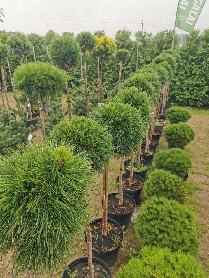 Tujos Vilniuje smaragdines tujos premium kokybės - nuotraukos Nr. 13